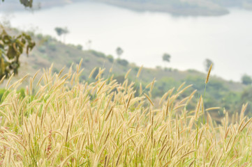 grass flower in the field