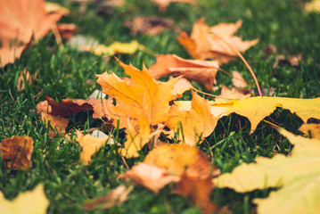 Yellow autumn Maple leaves on green grass