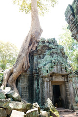 Fototapeta na wymiar Prasat Ta Prohm Temple, siam reap, cambodia