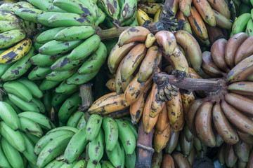 Green banana bunch
