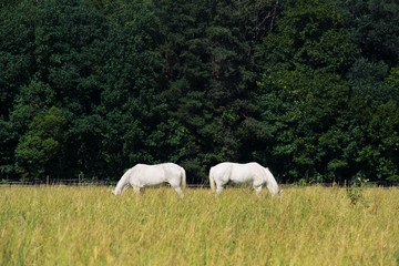 Obraz na płótnie Canvas two white horses graze in a paddock field near forest