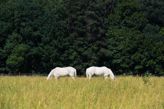 Fototapeta two white horses graze in a paddock field near forest