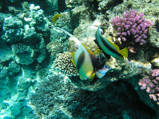 Fototapeta na wymiar Tropical fish and hard corals in the Red Sea, Egypt. Vacation