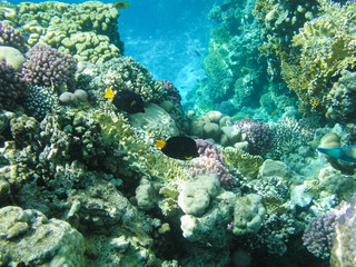 Plakat Tropical fish and hard corals in the Red Sea, Egypt. Vacation