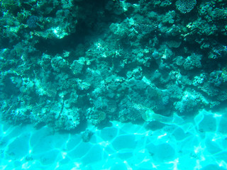 Tropical cramp-fish and hard corals in the Red Sea, Egypt. Vacation.