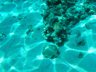 Tropical cramp-fish and hard corals in the Red Sea, Egypt. Vacation.