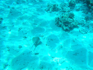 Fototapeta na wymiar Tropical cramp-fish and hard corals in the Red Sea, Egypt. Vacation.