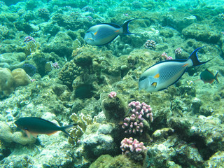 Obraz na płótnie Canvas Tropical fish and hard corals in the Red Sea, Egypt. Vacation