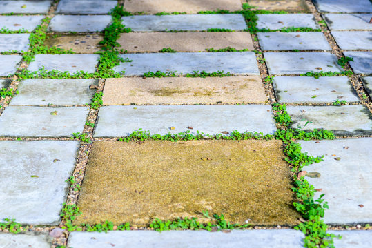 Fototapeta Relax block walk path in the park with green grass.