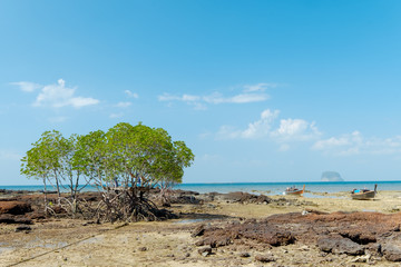 Fototapeta premium background of mangrove in the sea and sky