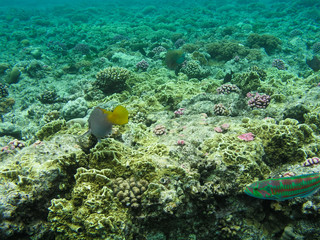 Tropical fish and hard corals in the Red Sea, Egypt. Vacation