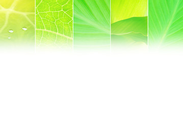 collage of nature green leaf ecology and environment background with white space for design 