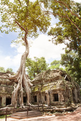 Fototapeta na wymiar Prasat Ta Prohm Temple, siam reap, cambodia