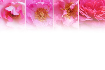 collage of different pink roses flower with white background and copy pace for design 