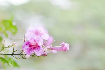 Zimbabwe creeper, Pink Trumpet Vine or Trumpet Vine(Podranea ric