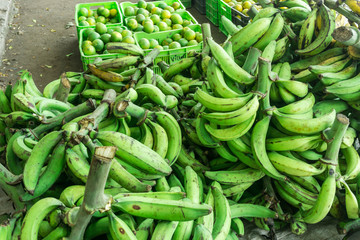 Group bunch of bananas in green at Nicaragua farmer market, an agriculture product, tropical fruit