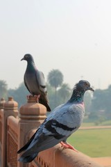 Two pigeons
