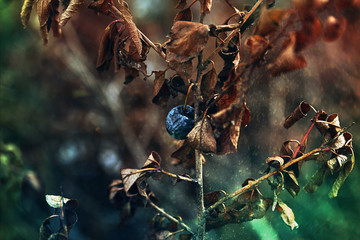 Closeup autumn blackthorn bush