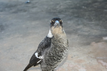 Portrait of mean and angry black and white magpie starring at lens.