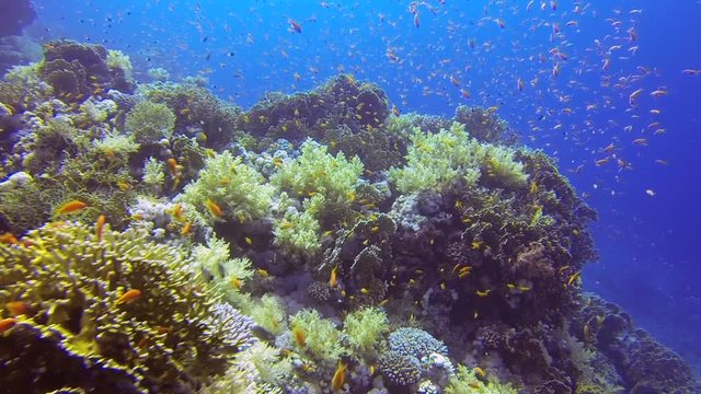 Beautiful fish and Corals in the ocean.