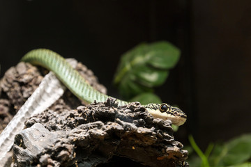 Chrysopelea ornata, golden tree snake, ornate flying snake, golden flying snake
