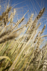 Fototapeta premium golden wheat field and sunny day