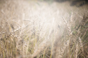 golden wheat field and sunny day