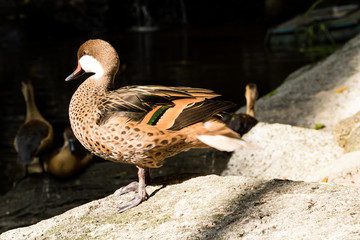 white cheeked pintail, Anas bahamensis, Bahama pintail or summer duck