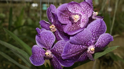 Vanda Orchid blooming
