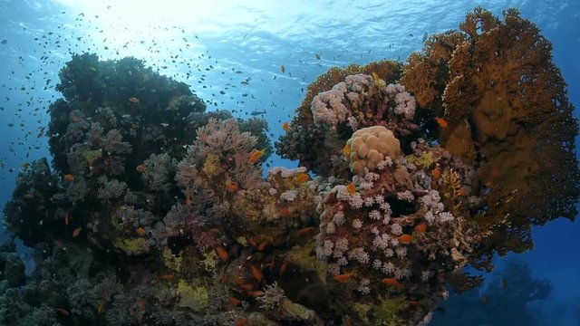 Beautiful reef Scene in the Red Sea.