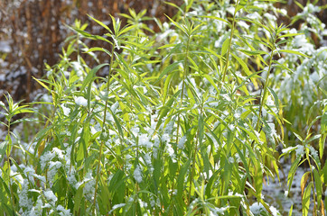 Трава под снегом.