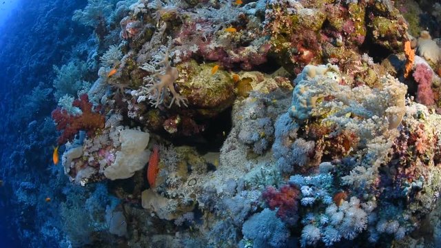Beautiful reef Scene in the Red Sea.
