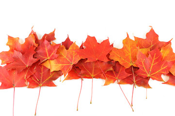 red autumn maple leaves isolated on white background
