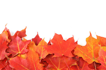 red autumn maple leaves frame isolated on white background