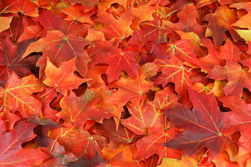 red and yellow maple leaves background in autumn 