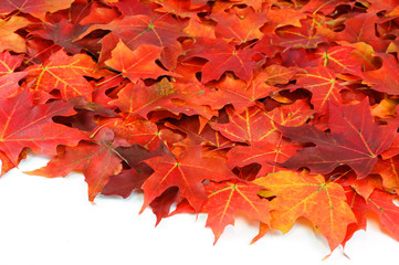 red maple leaves background in autumn on white background