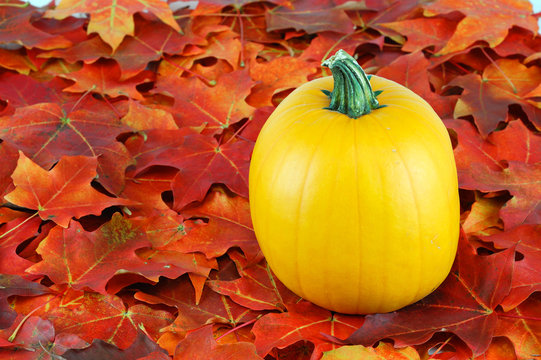 pumpkin and red maple tree leaves in autumn 