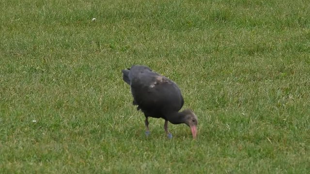 Bird eat worm ground slow motion Ibis Waldrapp Northern Bald Ibis Hermit Ibis Geronticus eremita animal wildlife