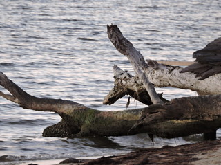 driftwood on shore