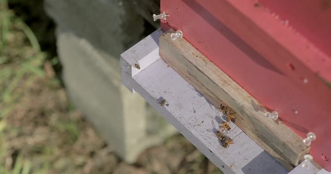 Small beehive entrance with honeybees.