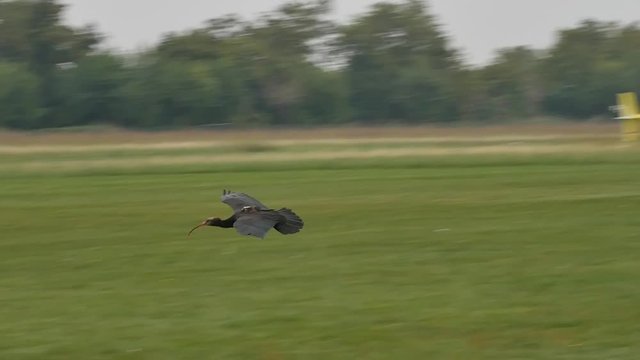 Bird fly slow motion Ibis Waldrapp Northern Bald Ibis Hermit Ibis Geronticus eremita