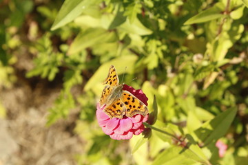 Butterfly & flowers