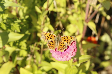 Butterfly & flowers