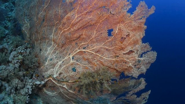 A large and beautiful sea fan in the Red Sea.