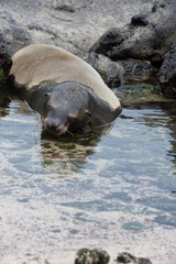 ガラパゴスアザラシ