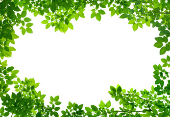 Green Leaves frame on white background