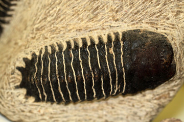 Fossil partly colored