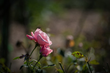 Withered pink rose in the garden. Shallow depth of field.