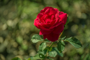 Withered red rose in the garden. Shallow depth of field.
