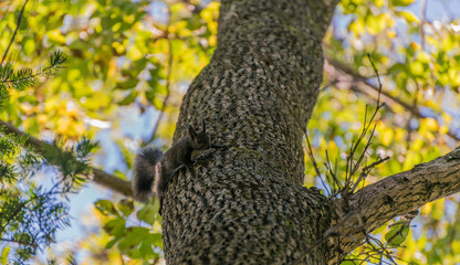 Squirrel in the autumn forest. Selective focus.